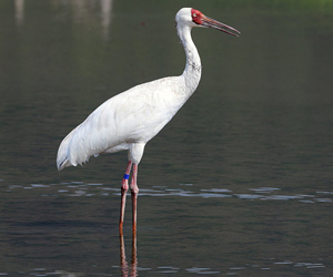 Тогоруу (Цагаан тогоруу)